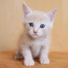 保護猫　メス4匹　1カ月半程度