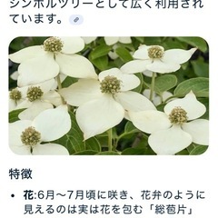 ヤマボウシ（山法師）の画像