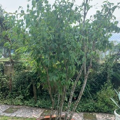ヤマボウシ（山法師）の画像