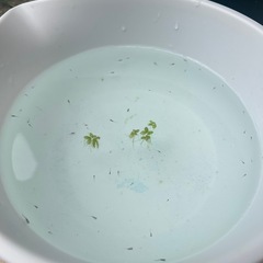 【終了】くじ引き感覚で②メダカ針子30匹の画像