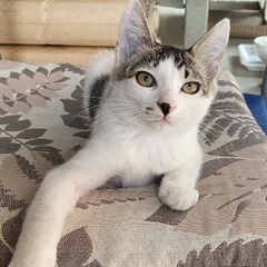 生後5カ月　雄猫
