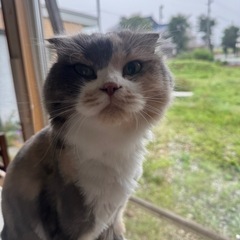 スコティッシュ折れ耳家族募集