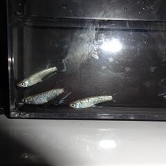 めだか（飛輪）２ペアの画像