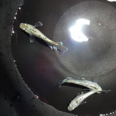 めだか（飛輪）２ペアの画像