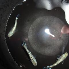 めだか（飛輪）２ペアの画像