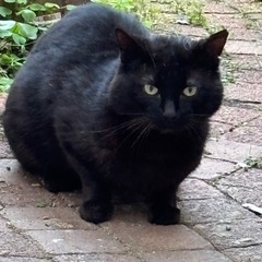可愛い黒猫ちゃんです