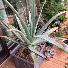 アロエベラ鉢つき4つの画像