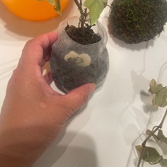 （植物）苔ボールの画像