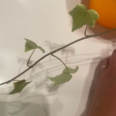 （植物）苔ボールの画像