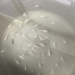 白メダカの画像