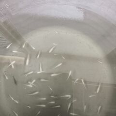白メダカの画像