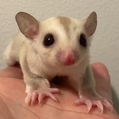 レッドクリミノ　男の子