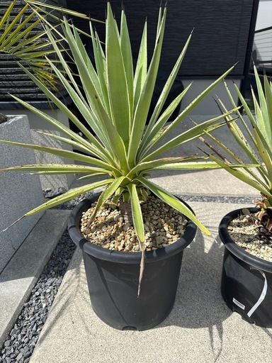 アガベ　白閃光　ハクセンコウ　10号鉢