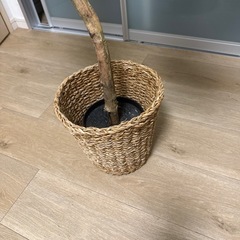 ニトリ　フェイクグリーン（ウンベラータ）の画像