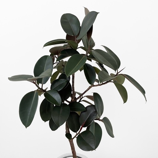 観葉植物 フィカス バーガンディ