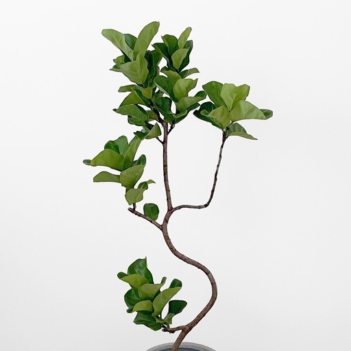 観葉植物 フィカス リラータ バンビーノ