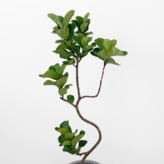 観葉植物 フィカス リラータ バンビーノの画像