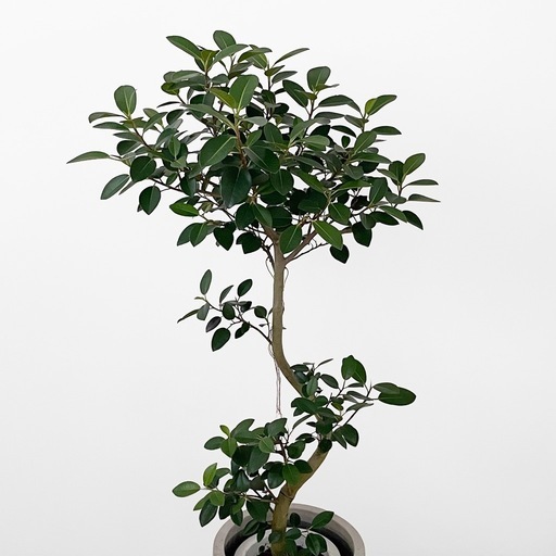 観葉植物 フランスゴム