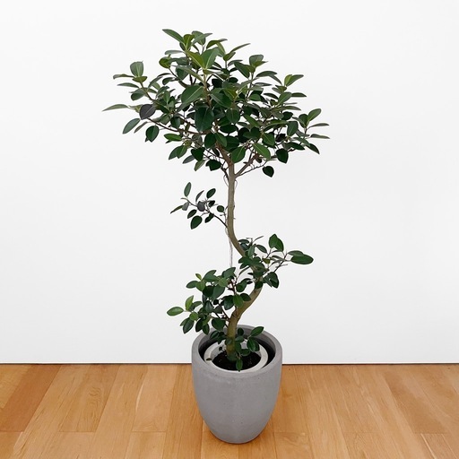 観葉植物 フランスゴム