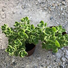 アロマティカス　多肉植物　ハーブ　2鉢　（3-9/13）の画像