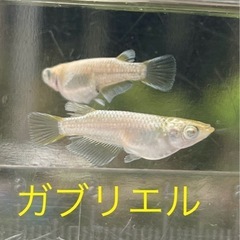 9/20（土）9/21（日）めだか販売　JAにしみのファー…