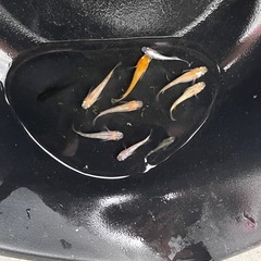 メダカ　ミックス　10匹　めだか　ミジンコ　ゾウリムシ　①の画像