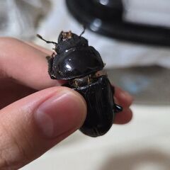 山梨県産オオクワガタの画像