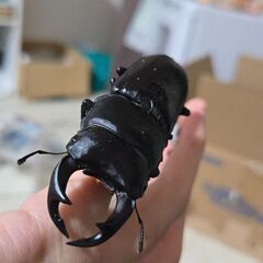 山梨県産オオクワガタの画像
