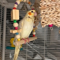 オカメインコ 雛