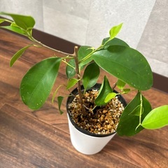 お問合せ中　ガジュマル　の画像