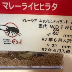 ライヒヒラタクワガタ(ハンステイン)幼虫5頭セットの画像