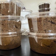 ライヒヒラタクワガタ(ハンステイン)幼虫5頭セットの画像