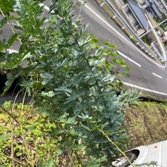 イキイキしたミモザ小枝の画像