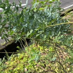 イキイキしたミモザ小枝の画像