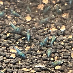 ベルベットブルーシュリンプ稚エビ10匹の画像