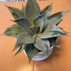 （交渉中）子株も着きました　白く綺麗な　アガベ　ピグマエア　ドラゴントゥースの画像