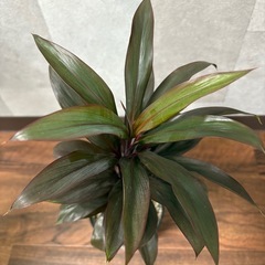 お問合せ中　パープルコンパクタの画像