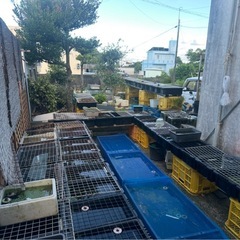 メダカ めだか展示会 9月20、21、23日 50種類展示…