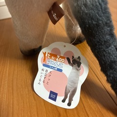 たっちぃzoo シャム猫　ねこ　自立するネコの画像