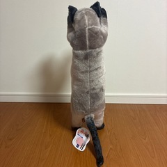 たっちぃzoo シャム猫　ねこ　自立するネコの画像