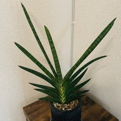 陶器鉢　サンセベリア　モトムケニアの画像