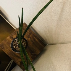 陶器鉢　サンセベリア　モトムケニアの画像
