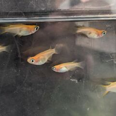 メダカ 楊貴妃 出目パンダダルマ ショート 3ペア 可愛いメダカ めだか  成体 ビオトープ の画像