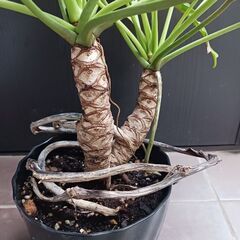 5000円　クッカバラ　6号　枝分かれ　観葉植物　室内グリーン　インテリアグリーンの画像