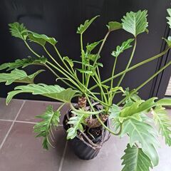 5000円　クッカバラ　6号　枝分かれ　観葉植物　室内グリーン　インテリアグリーンの画像