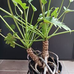 5000円　クッカバラ　6号　枝分かれ　観葉植物　室内グリーン　インテリアグリーンの画像