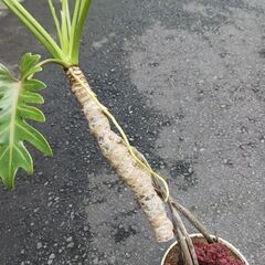 10000円　6 クッカバラ　5号　根上がり　幹上がり　気根　観葉植物　ザナドゥの画像