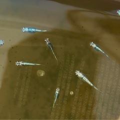 【終了】価格破壊💣メダカ【レックウザ】針子〜成魚各種の画像