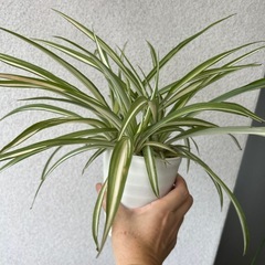 観葉植物 オリヅルラン 中斑の画像