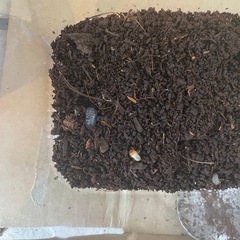 カブトムシ卵と幼虫
の画像